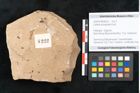 Foto (Objekt + Etikett) von Callitris brongniartii Endl. (NHMW-GEO-2024-0188-8222)